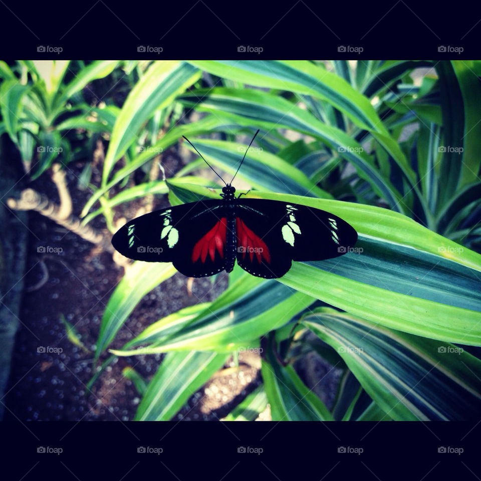 cambridge on jungle butterfly beauty by jelinc