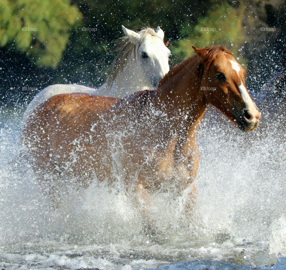 Wild Horses Running in River