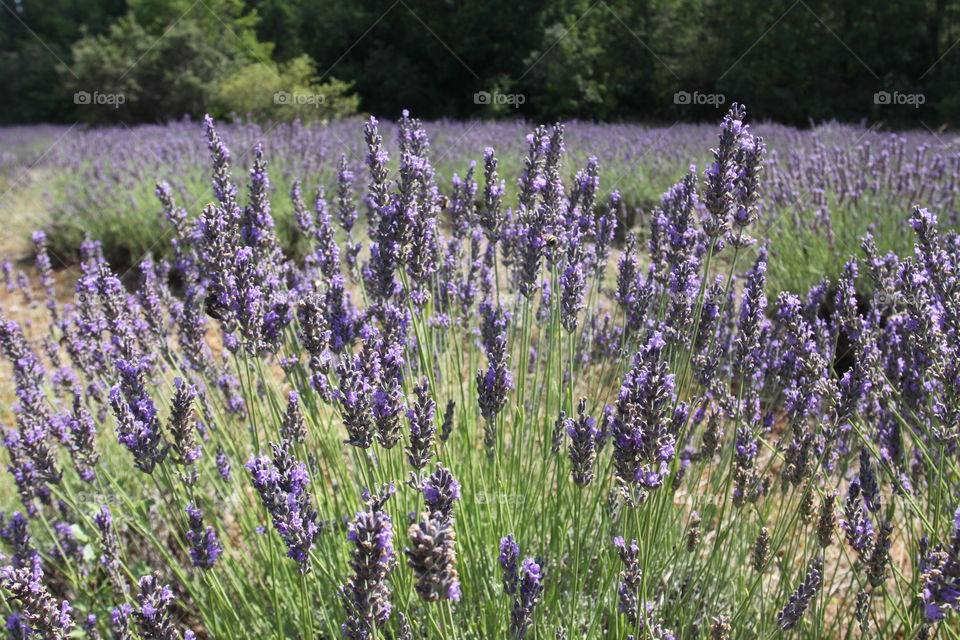 Lavender. Lavender field in Provence (south of France)