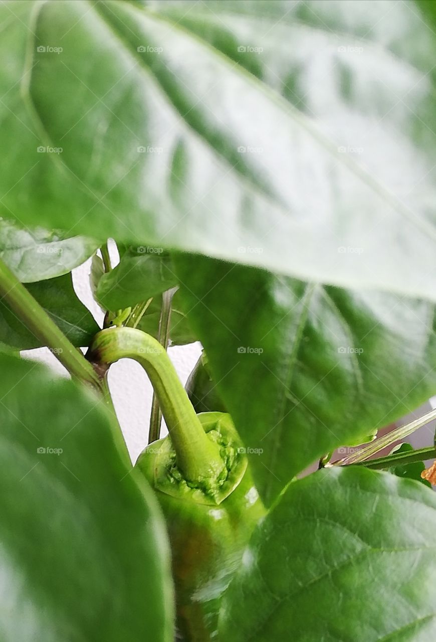 Fresh sweet pepper hiding among its leaves