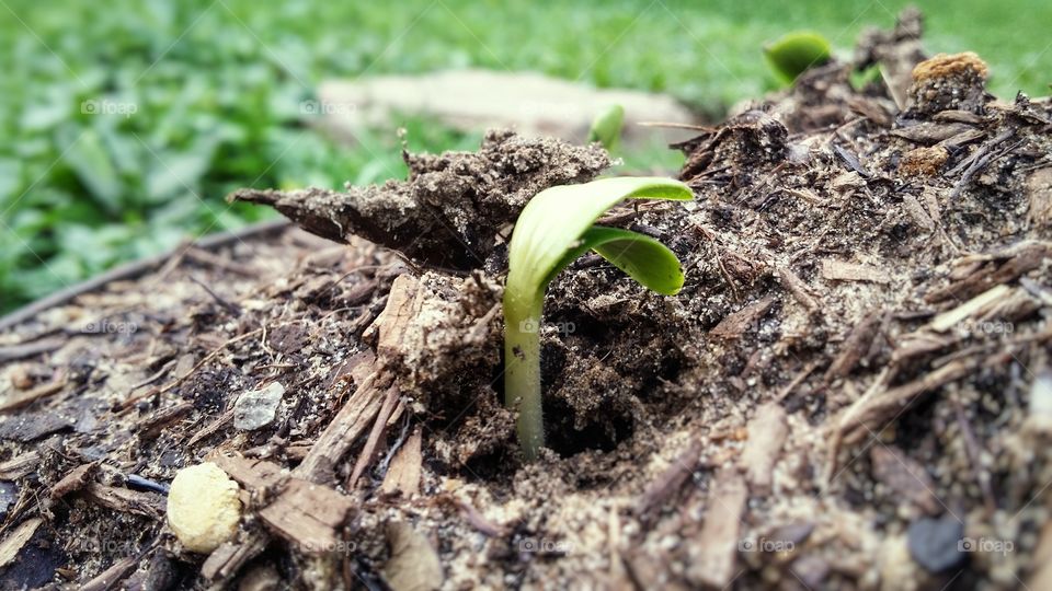 a seedling emerging from the soil of a.garden