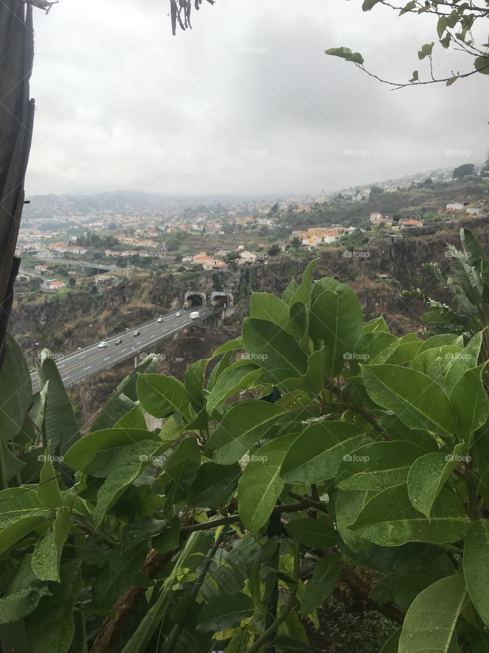 Jardim botânico Funchal 