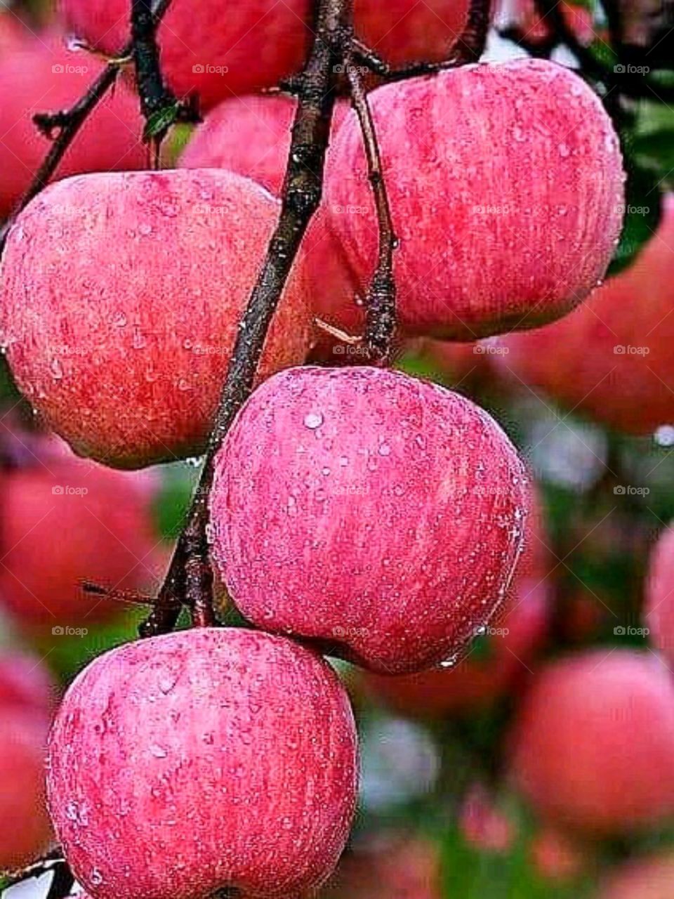 delicious apples