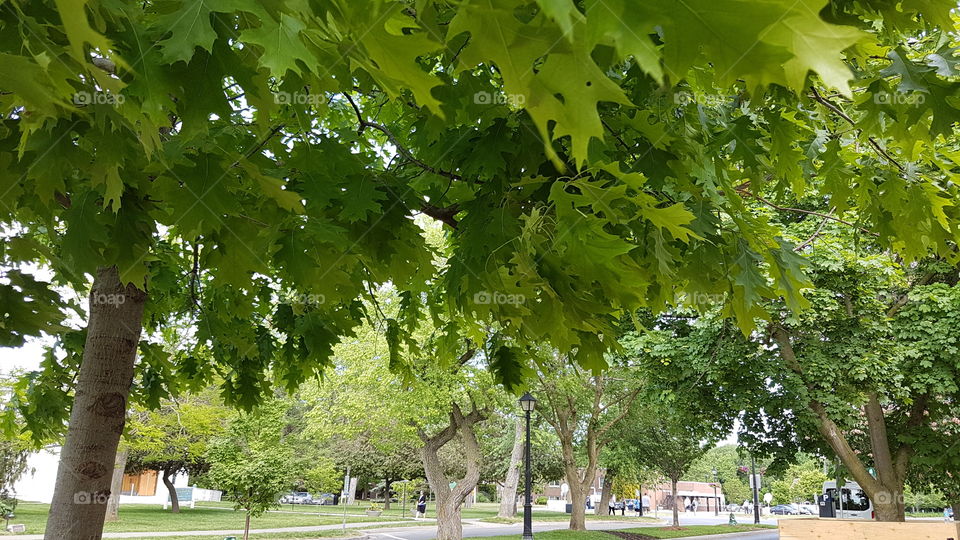 Lovely soft green leaves on trees in Niagara on the lake in Canada