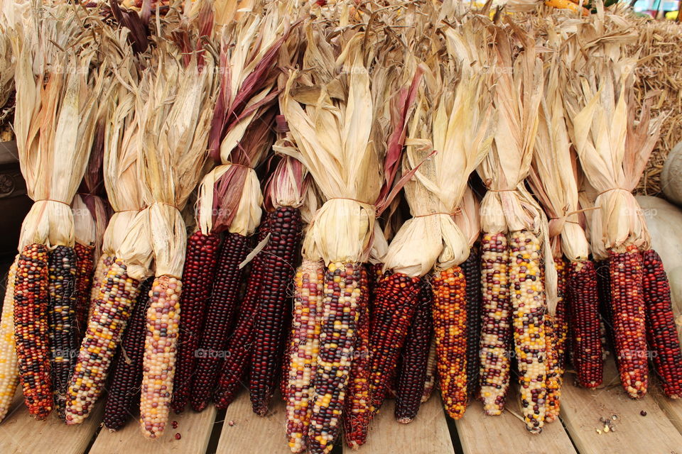 Corn? It's a Buck an Ear! 