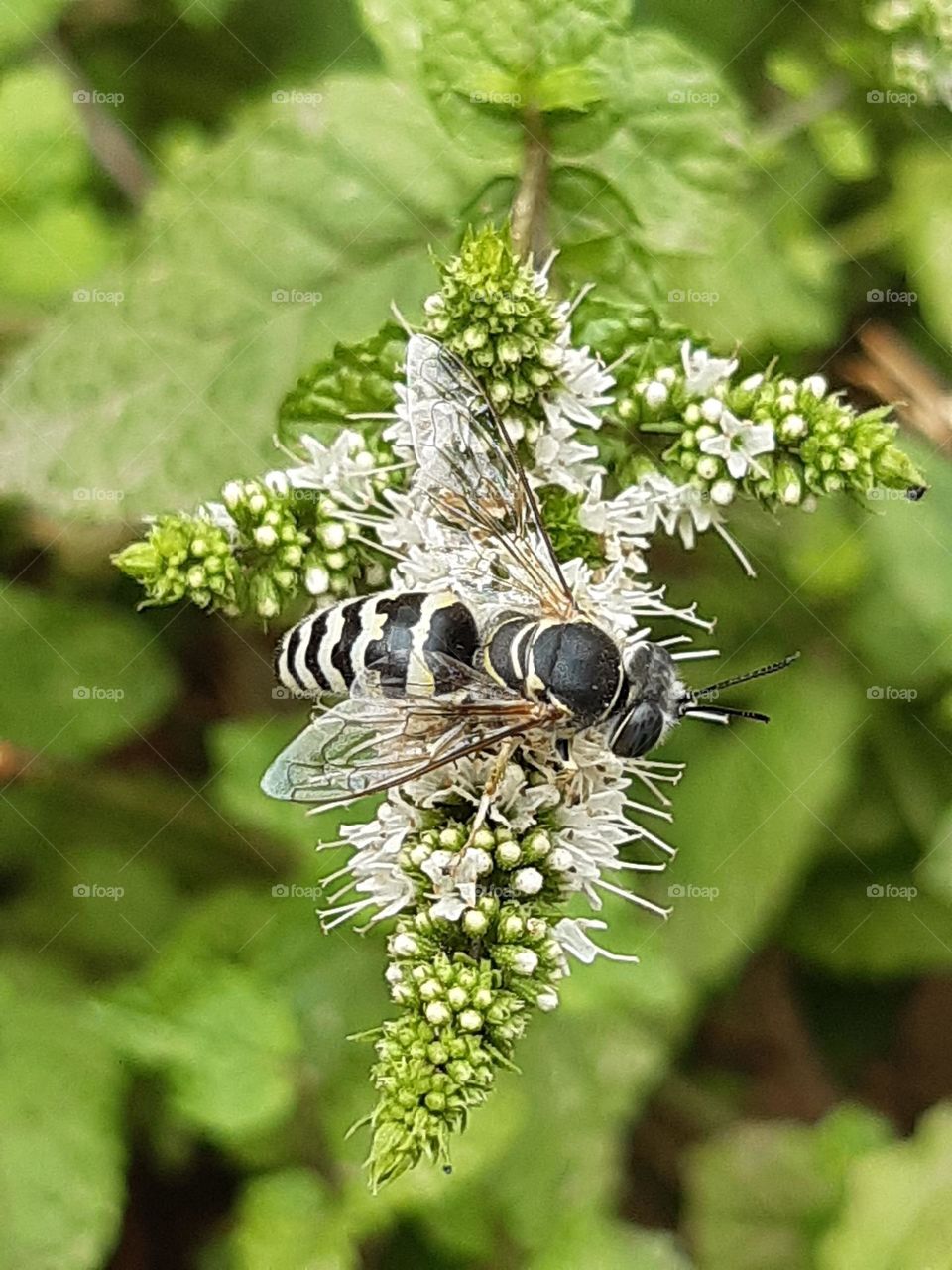 Bee in a great picture