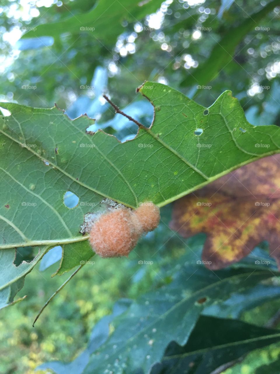 What is this? Under an oak leaf. 