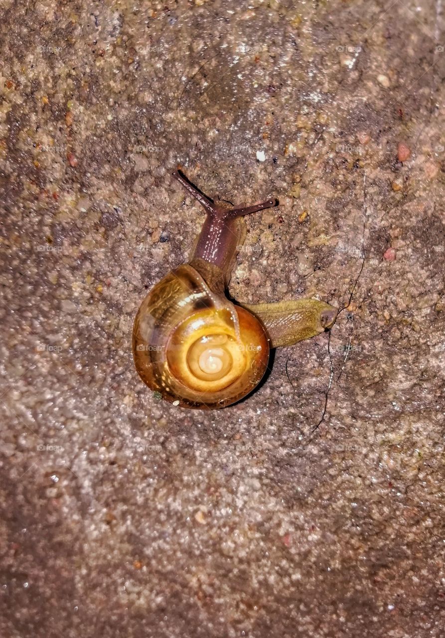 snail