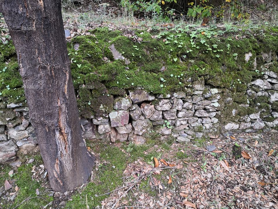 Floor, Tree & Wall, Nature, Castelo de Vide, Portugal