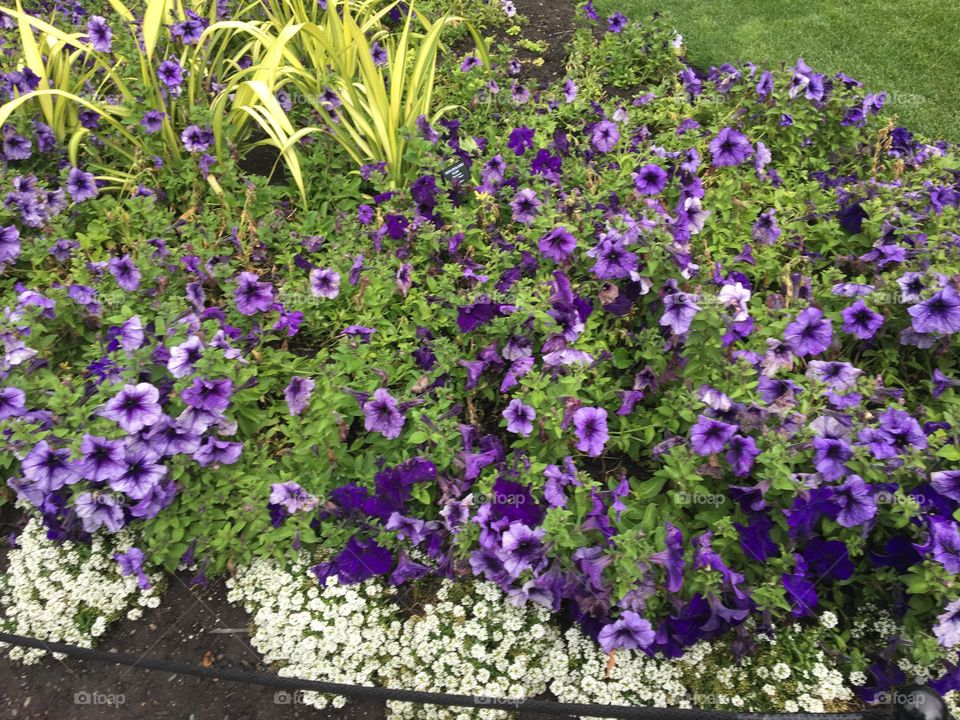 In this plant picture is a gorgeous purple flowering plant, taken on my iPhone 6