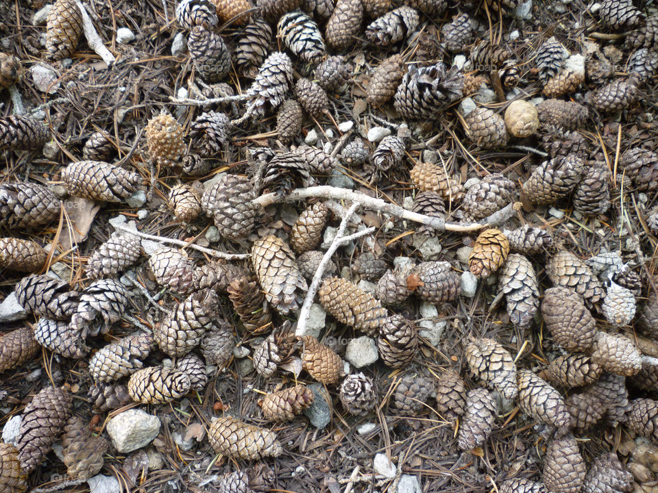 forrest floor cones fir by kenglund