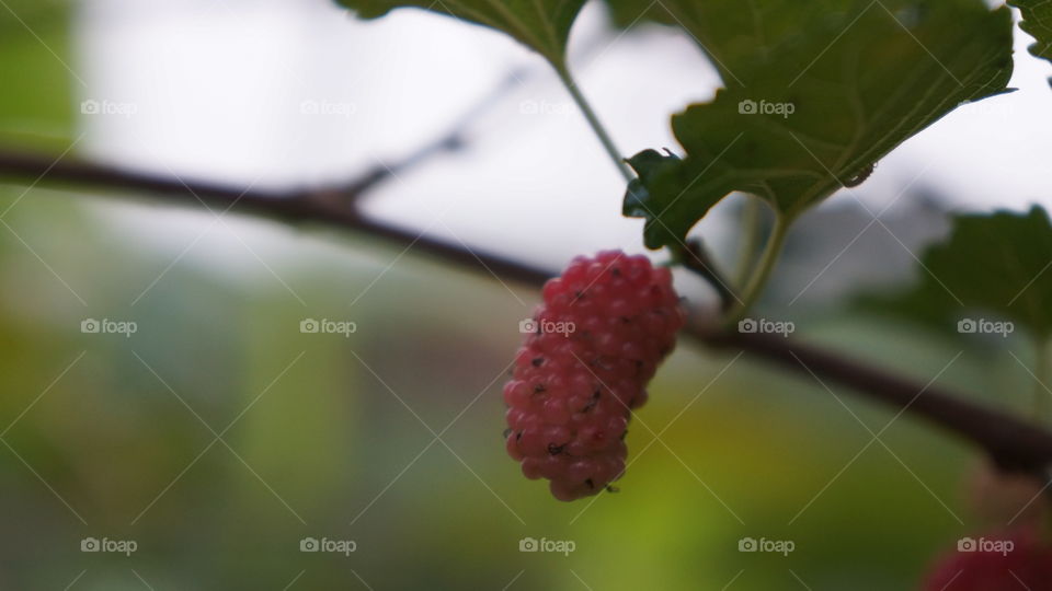 fruit
