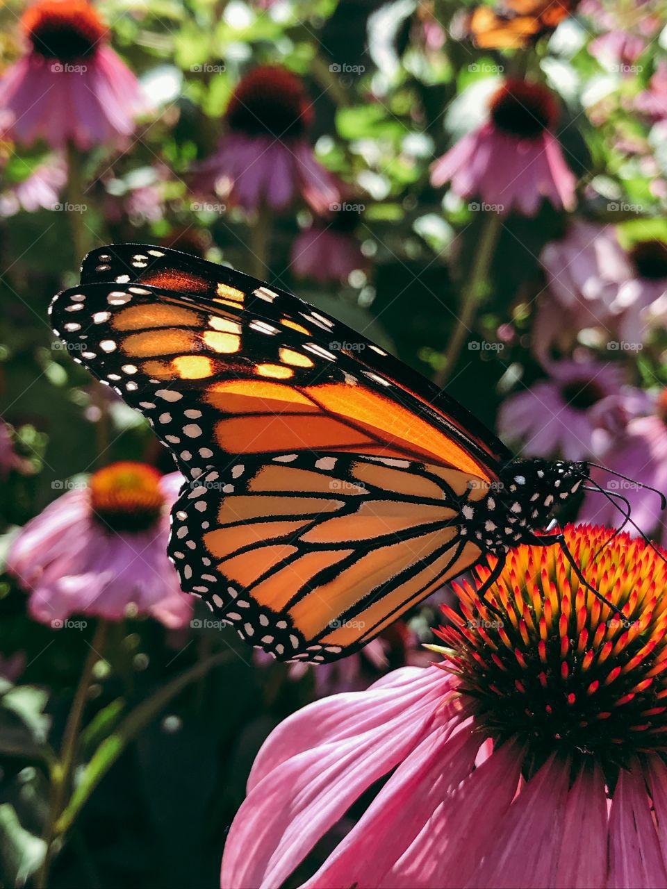 Monarch butterfly pollinating a coneflower
