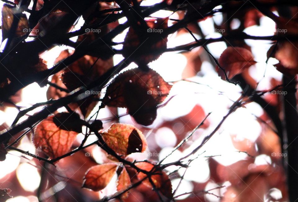 Light through leaves