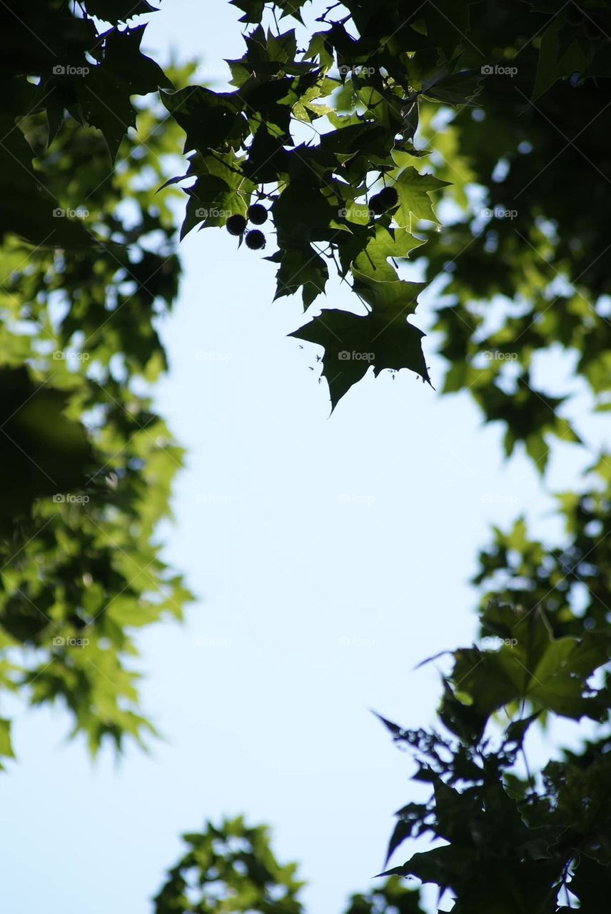 Morning lighting trickling it’s way down the leaves and branches of the tree above 