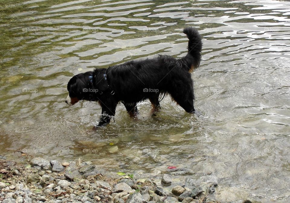 Bernese Mountain Dog about to go for a swim in a local lake outside of Vancouver, British Columbia in late summer.