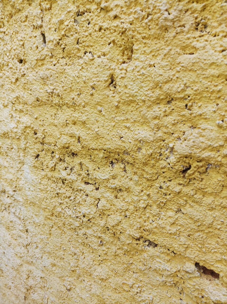 abelha na parede amarela