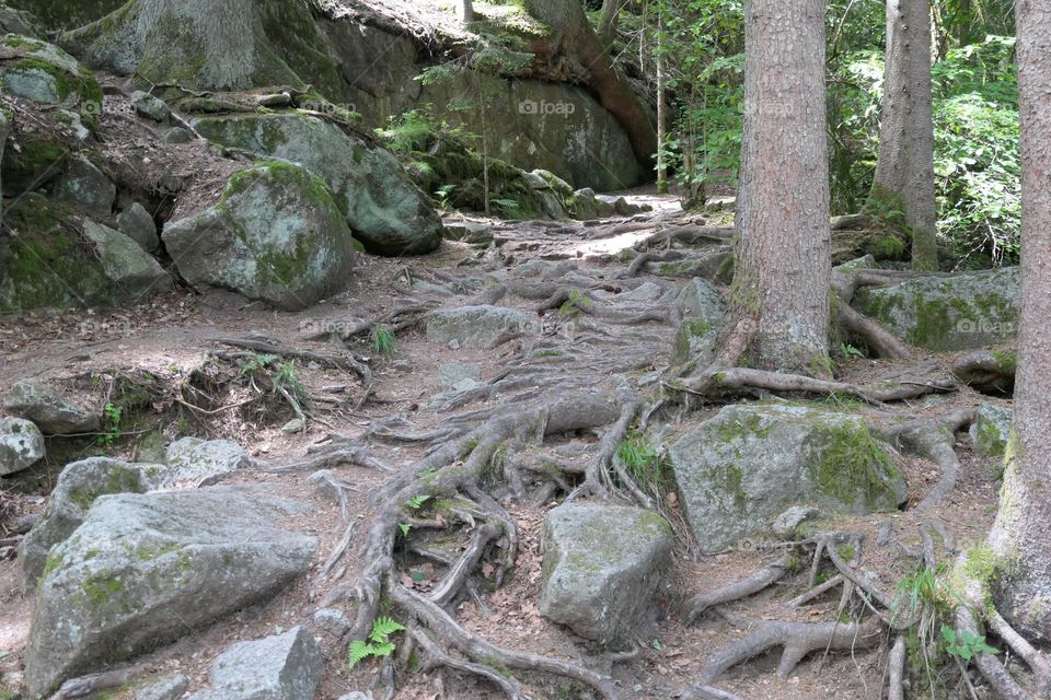 Rocks and Roots