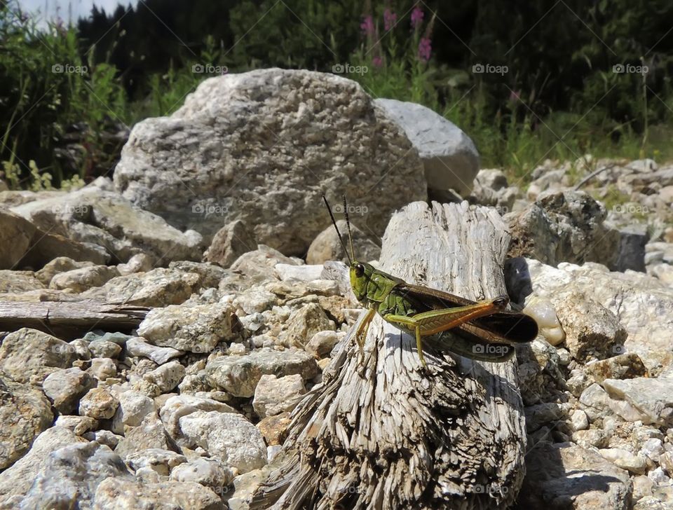 Grasshopper on rock