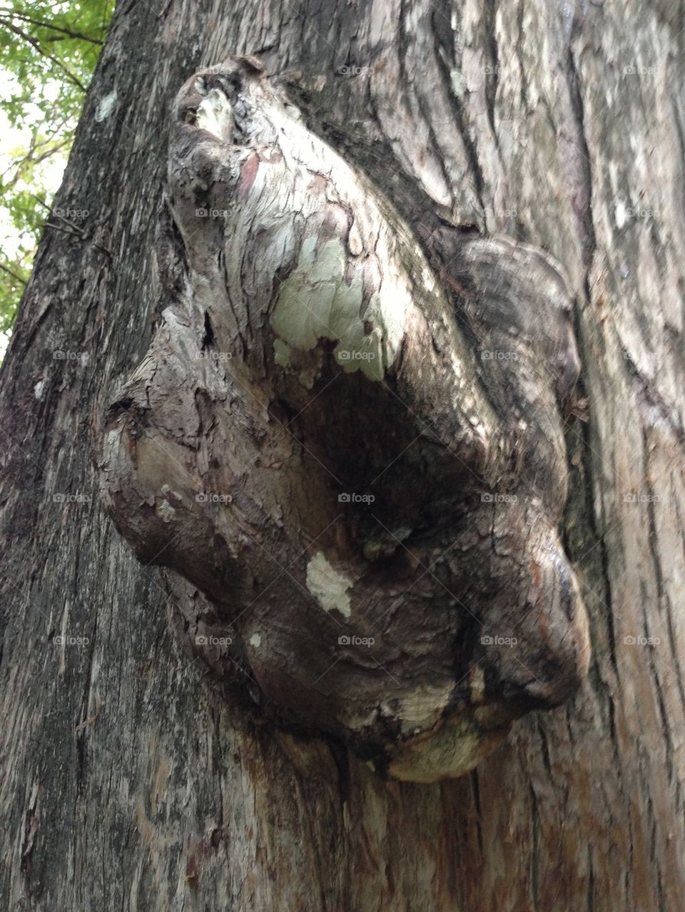 Burl on tree