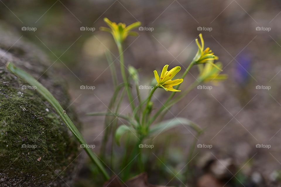 small yellow flower under the hedge