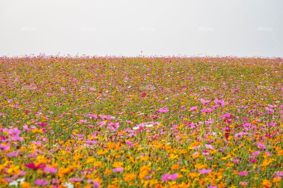 Beautiful flowers field in Chiang Rai , Thailand