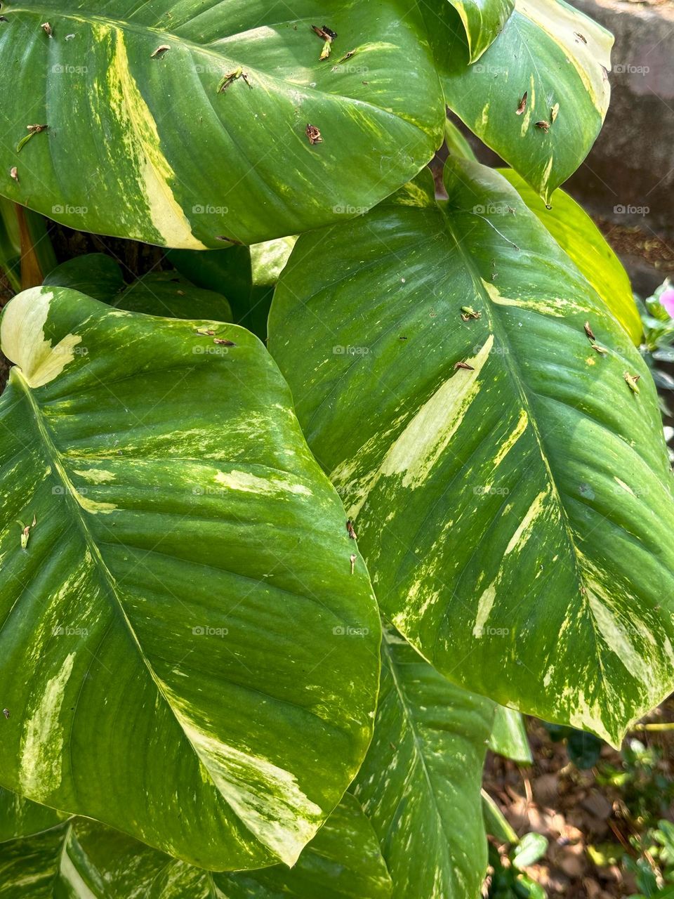 Big green leaves