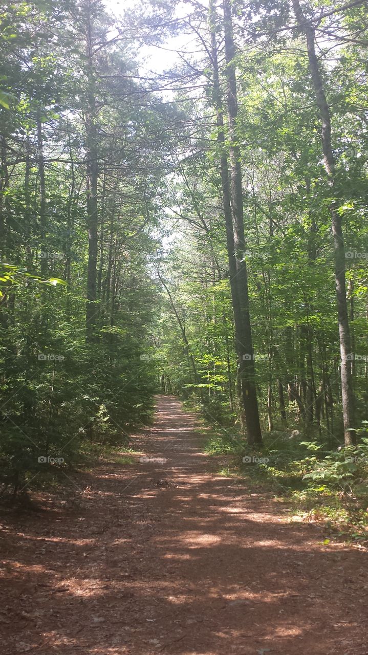 A walk through the woods.