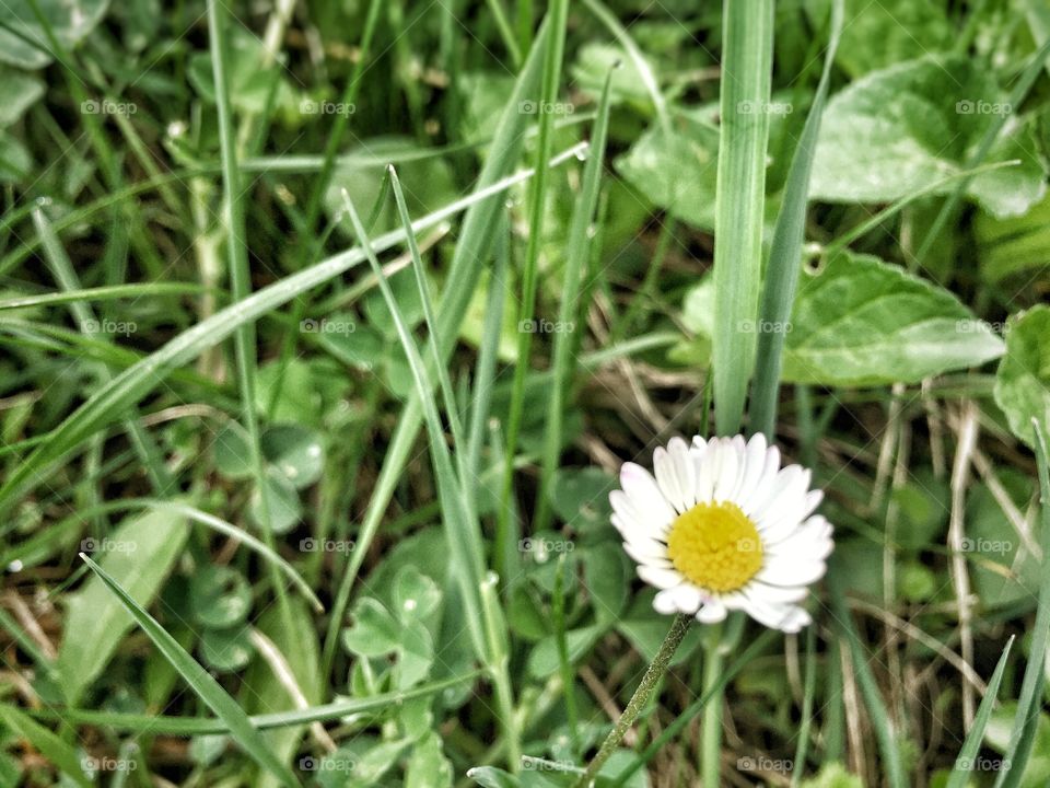 White flower
