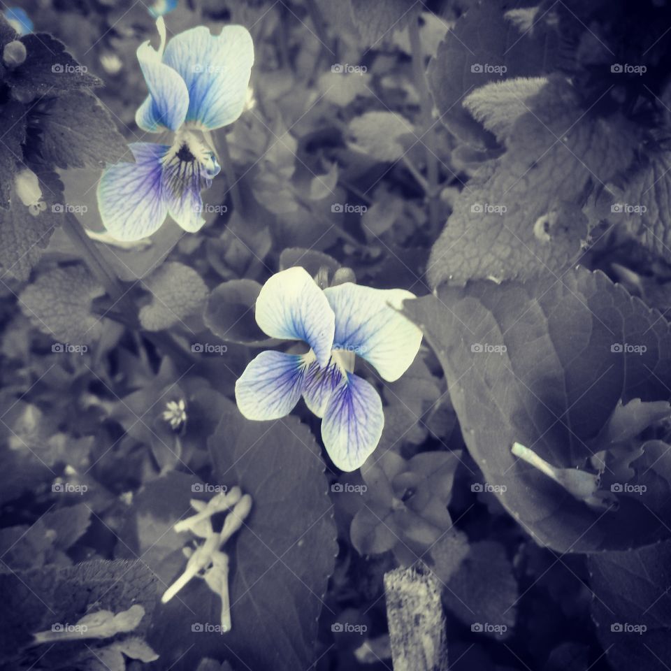 Blue Flower. There's a filter on my phone that only catches the color blue.