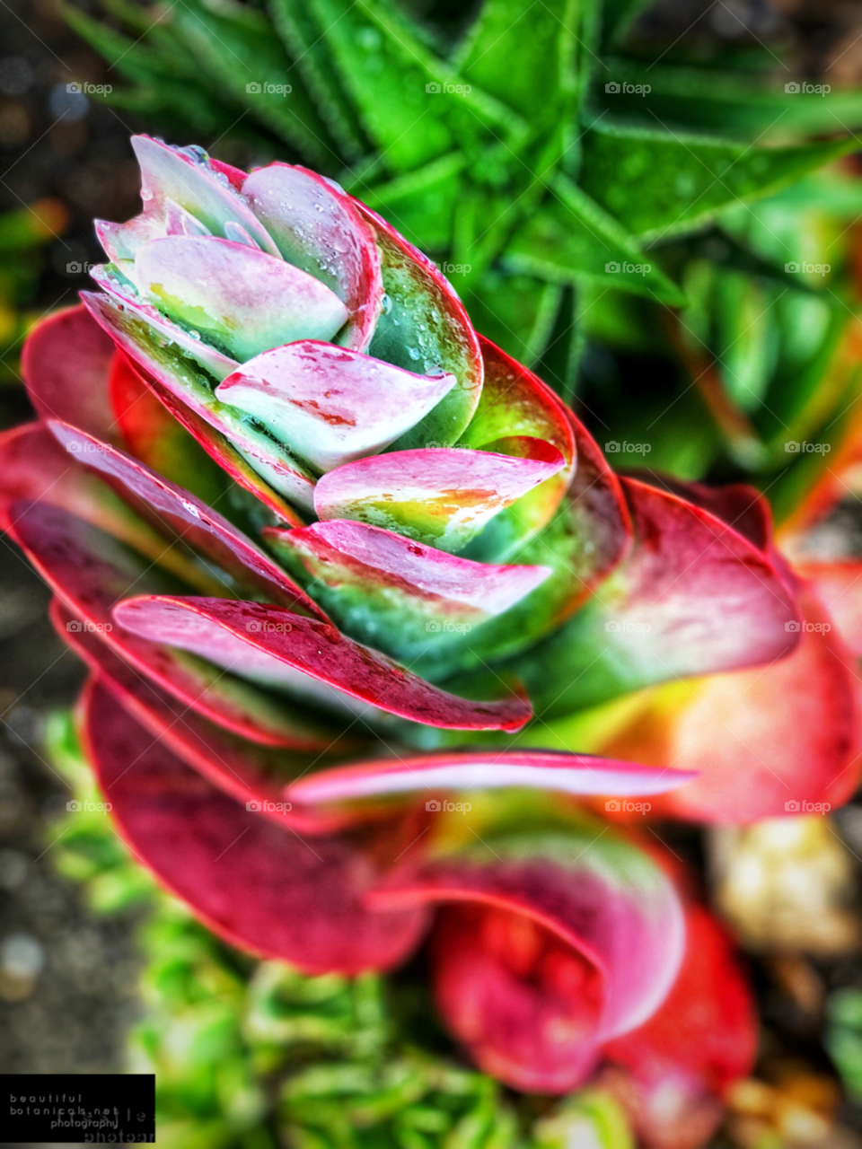 Beautiful Botanicals! Stunning Colorful Succulents Perfect for Wall Art, Canvas Art, Gardening Marketing, Greeting Cards!