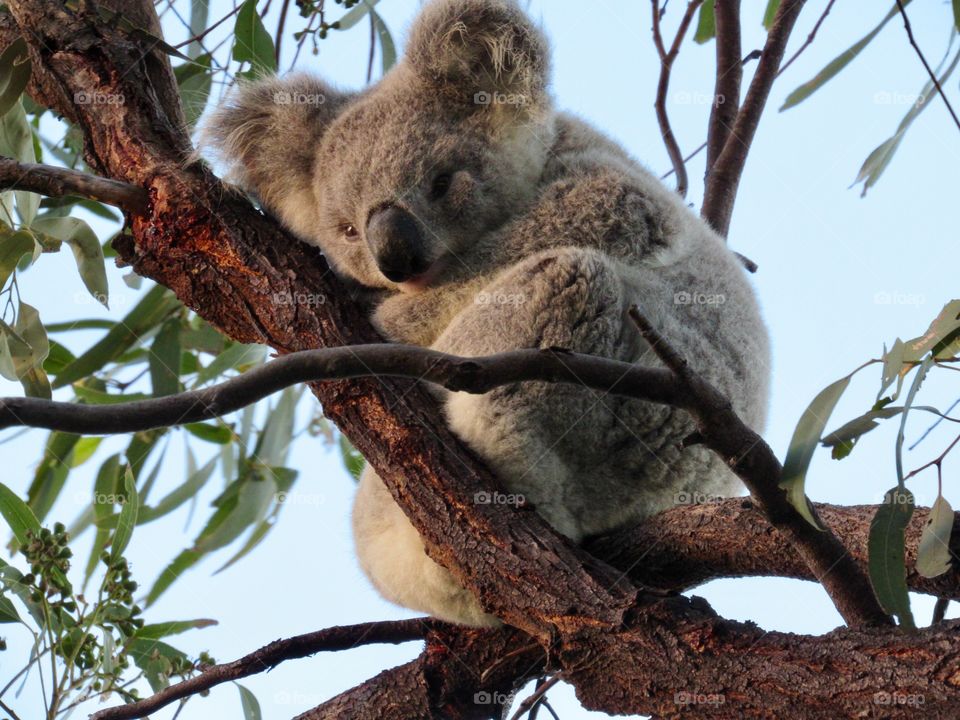 A baby koala enjoys the setting sun on Magnetic Island, Townsville, Australia. This animal is wild.