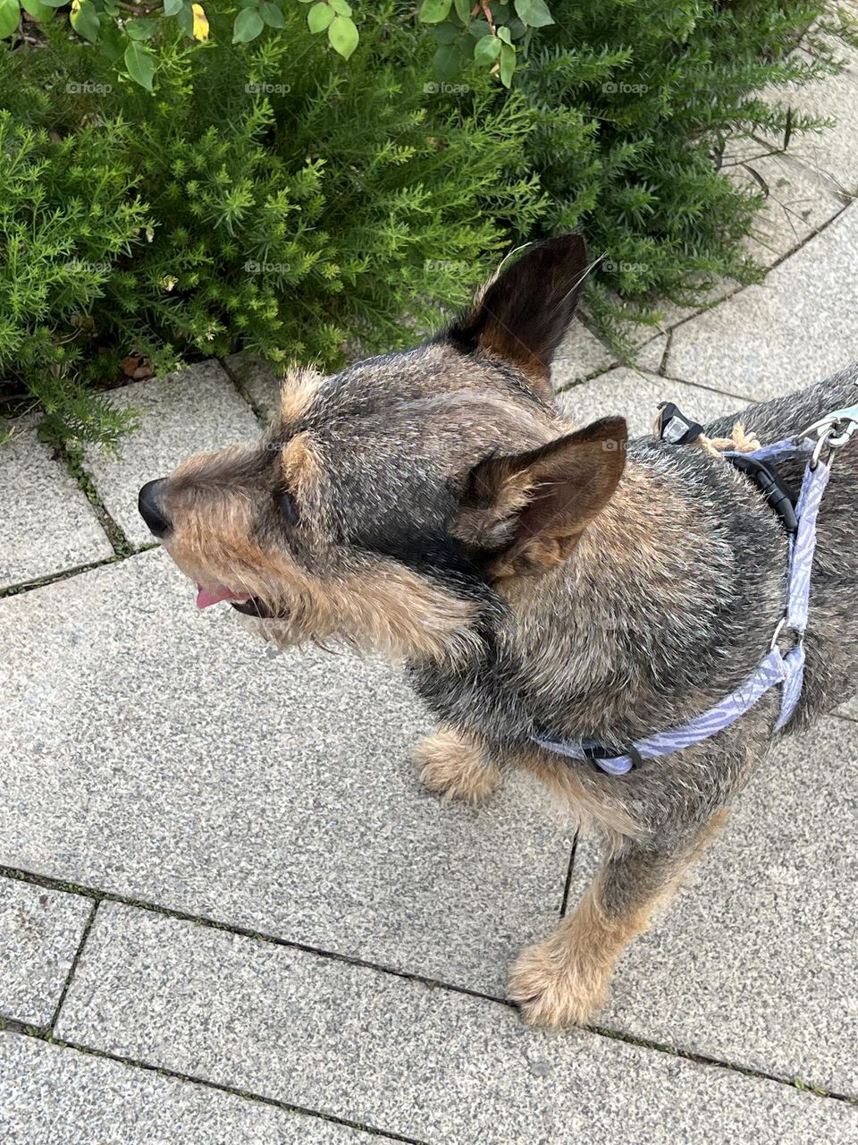 Dog in Yuanshan Flower Expo Park