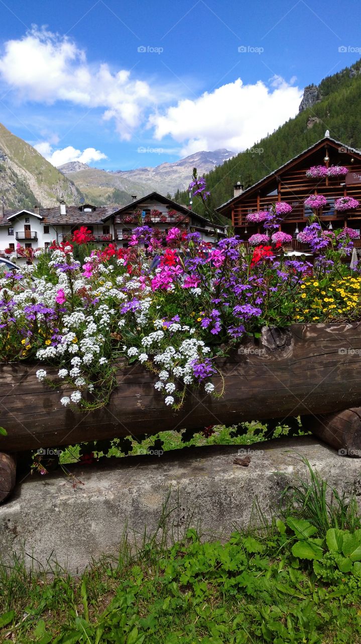 colorfull flowers in mountain landscape