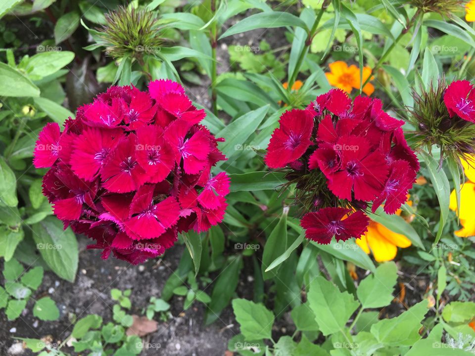 Red flowers 
