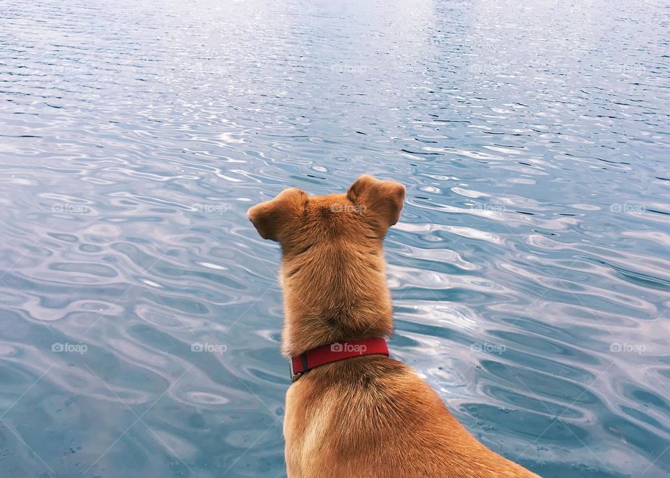 Dog at the lake 