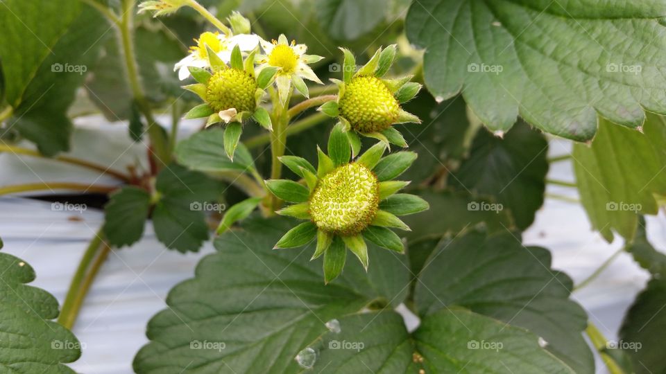 Receptacle of the strawberry