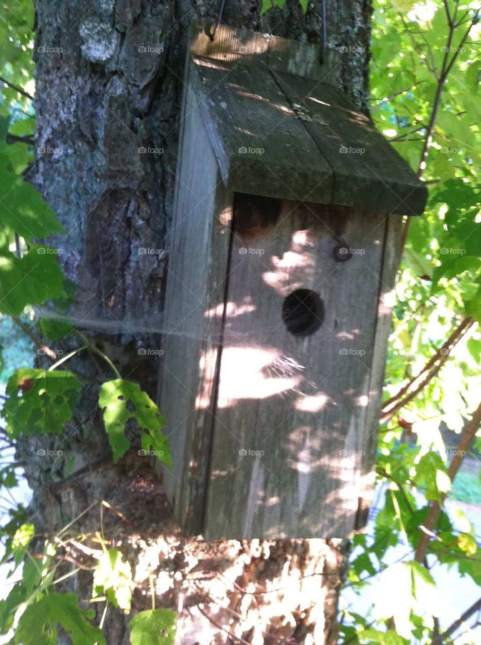 Old Bird House