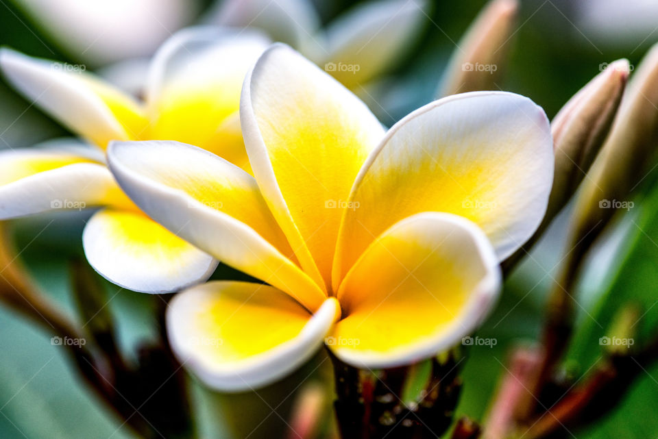 Close-up of flower plumeria