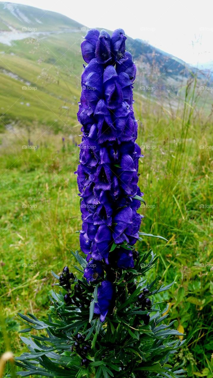 purple flower