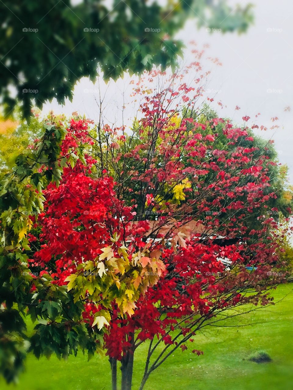 Autumn colours 