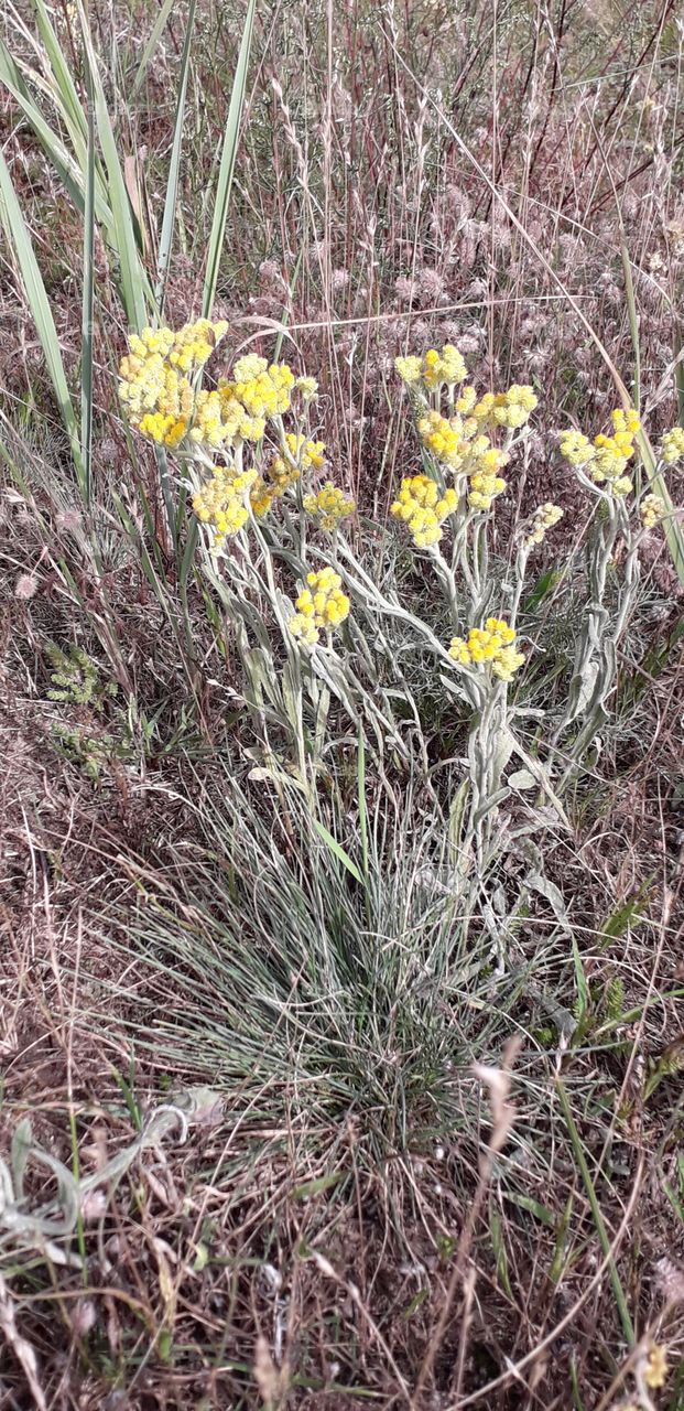 Sand Helichrysum