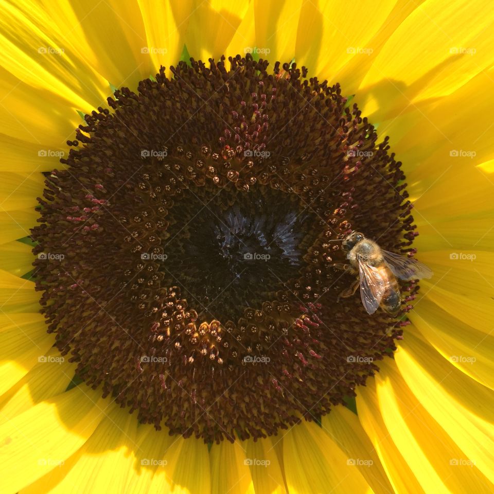 Bee on sunflower
