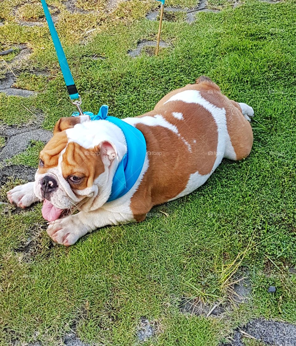sansa the english bulldog