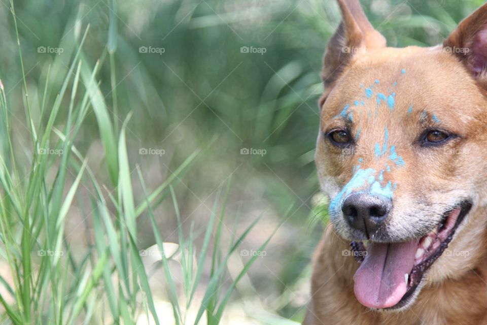 Portrait in blue 