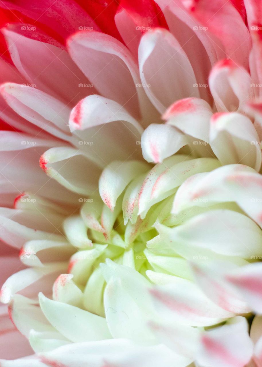 Pink and White Carnation