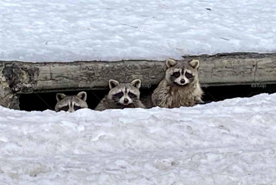 Raccoons in a row