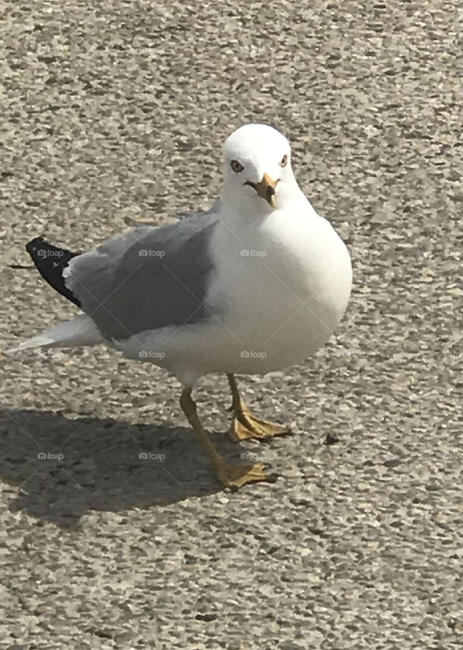 Seagull 