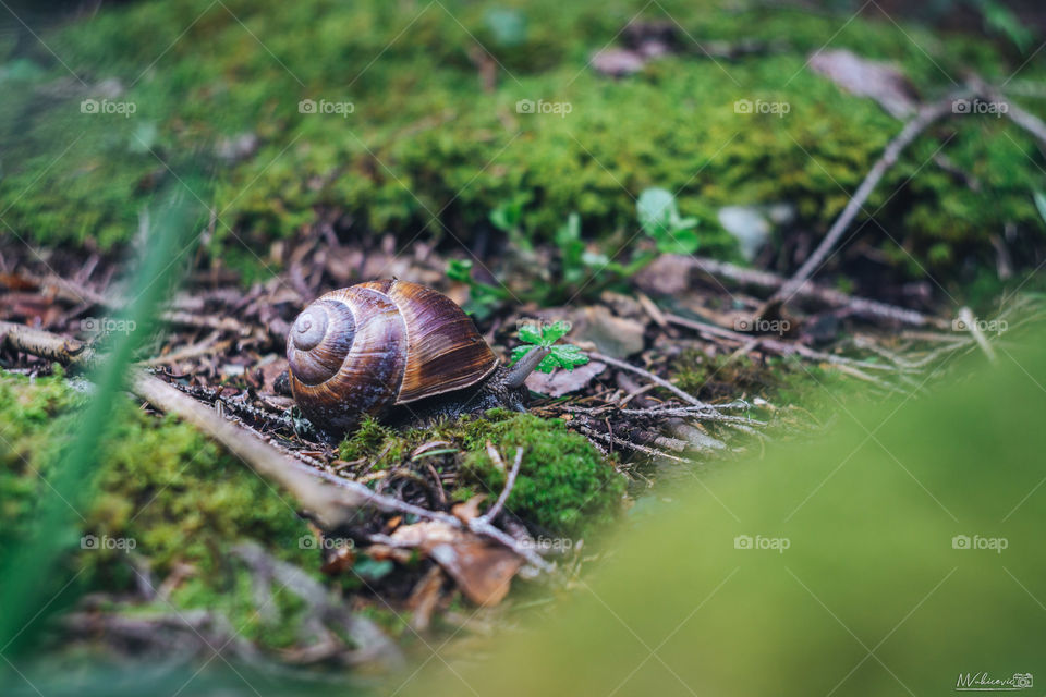 Snail