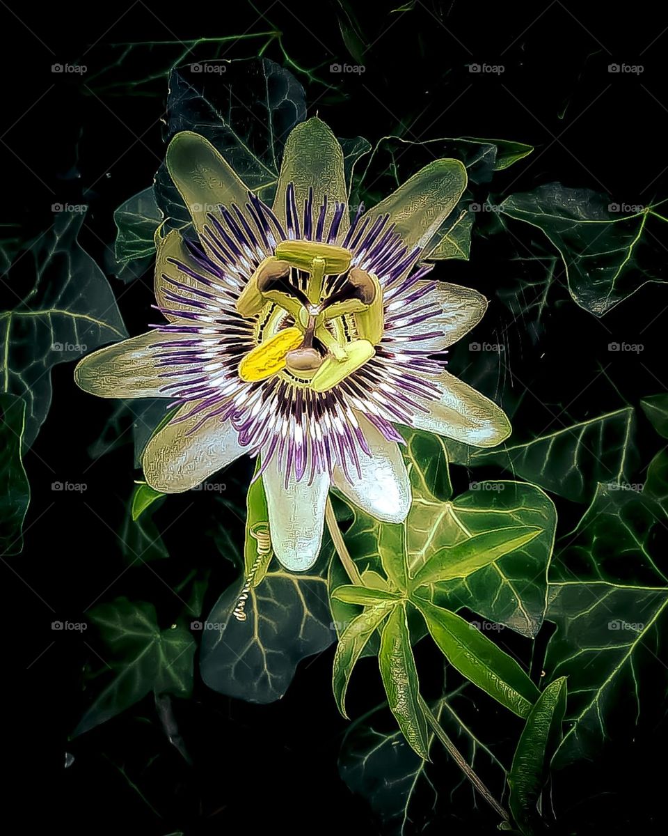 passiflora